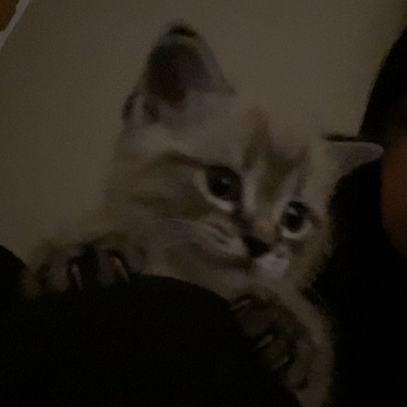 Meet your Posher, Isabella joyce - Picture 1 of 1